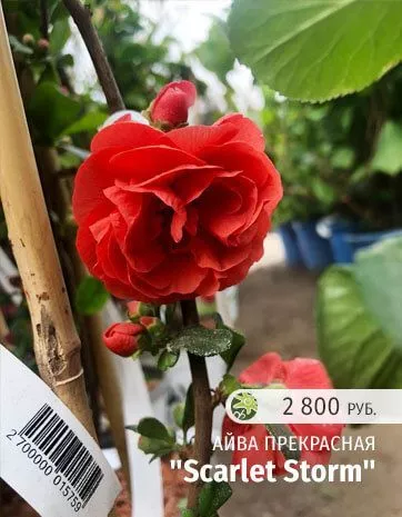 Scarlet Storm